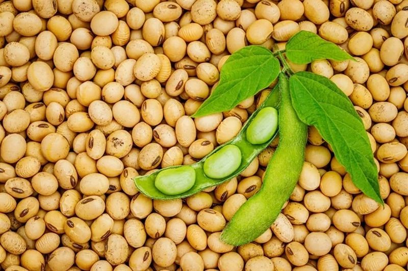 Soybean